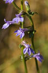 Downy Lobelia